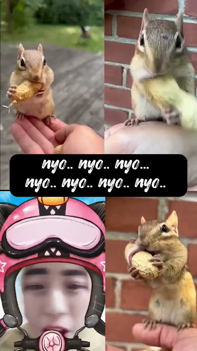 nyo.. nyo.. nyo. nyo.. #shortsfeed #shorts #short #trending #viral