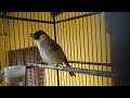 Kicau Burung Kutilang Gacor Full Isian Trucukan Keras Mp3 - Mp4 Download