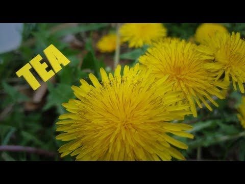 How To Make Dandelion Flower Tea Beverage