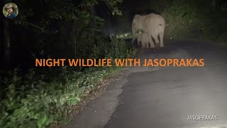 Night Wildlife With Jasoprakas