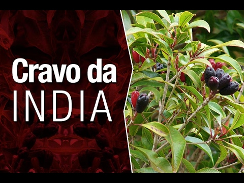 Cravo da India e seus Benefícios - Planta Medicinal para ter em casa -  thptnganamst.edu.vn