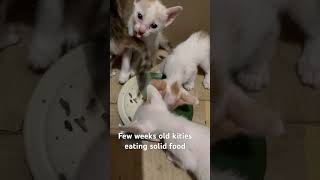 3 of 4 start eating solid food #pets #kitten #shorts