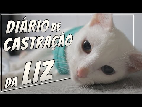 Vídeo: Quando uma gata pode ser castrada?