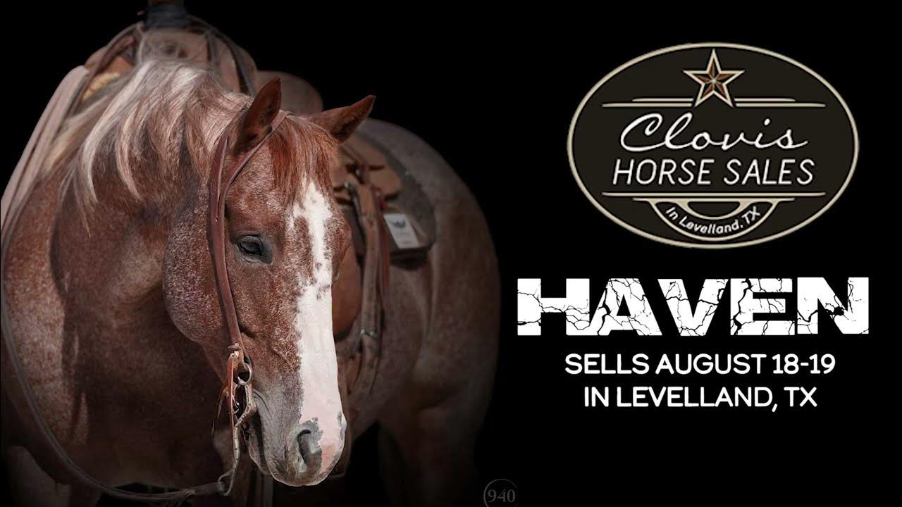 Once In A Dark Alley “Haven” sells in Levelland, Tx. August 1819. He’s part of our Riata horses