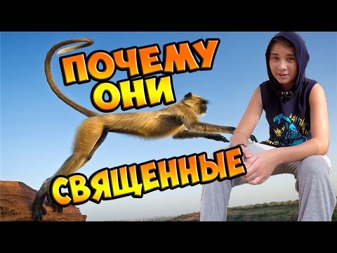 Индия. Почему животные священные?
