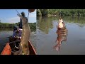 PESCA DE PARGOS en estero con CAMARON VIVO