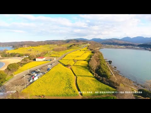 【長崎鼻】菜の花フェスタ　ドローン映像