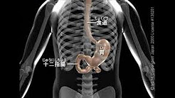 胃 場所まとめ Youtube