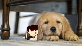 My dog stepped on a bee meme BUT ANIMATED|Animated shorts|#akinom #shorts #animatedshorts #animation
