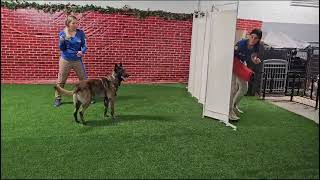 Does this Malinois have what it takes to be a protection dog? by Richard Heinz 1,156 views 7 months ago 5 minutes, 1 second