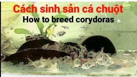 Cách sinh sản cá chuột ( how to breed corydoras fish ) | Sinh sản cá