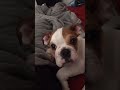 Start your day with a bulldog's head tilt challenge #fok #puppy