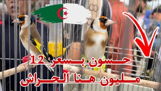 حسون بسعر 12مليون من سوق الحراش للحسون عودة العروض الجديدة بعد رمضان 2023🇩🇿🇩🇿