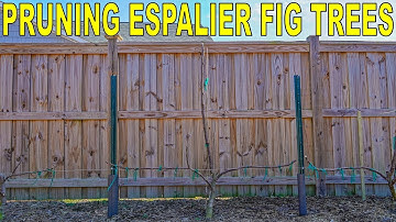 How To Pruning Espalier Fig Trees First Year [COMPLETE GUIDE]