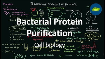Bacterial Protein expression and Purification | Cell Biology | Basic Science Series
