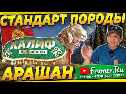 Какие отличия Арашана от других пород овец? Породные признаки баранов. Больше ли Гиссара и Эдильбая?