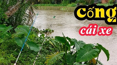 CÂU CÁ TRA SÔNG II ✔️ trở lại cống cái xe tìm hugo#fishing