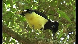 Aves del Uruguay.  Rincón de Franquía .