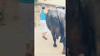 Top Quality Murraha Buffalo By Vet Pet Zone Resimi