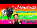 Full history champion daba hasaria  best racer bulls of pakistan  viralshorts