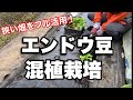 えんどう豆　とってもお得な【混植栽培】にしてみました！