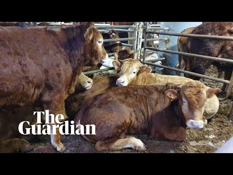 Hundreds of calves stranded at sea suspected for disease