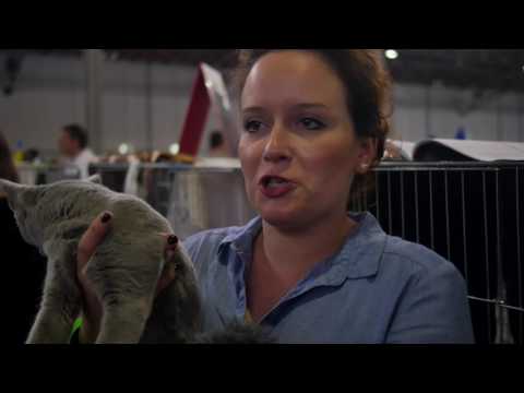 Video: Wie Organisiert Man Eine Katzenausstellung