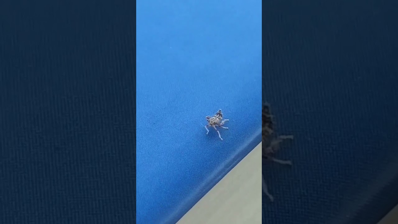 Cute dancing bug turns out to be a fearless warrior 