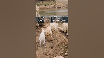 سورة القصص القارىء ريان المحيسني  ريف اليمن  #ريف_اليمن #اليمن