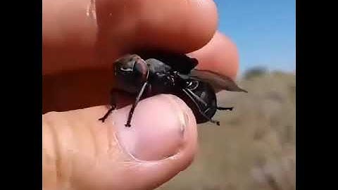 Fly spy drone caught in Africa