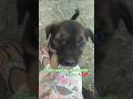 innocent puppies 🐶❤️#shorts #streetdog #puppies #viralvideo
