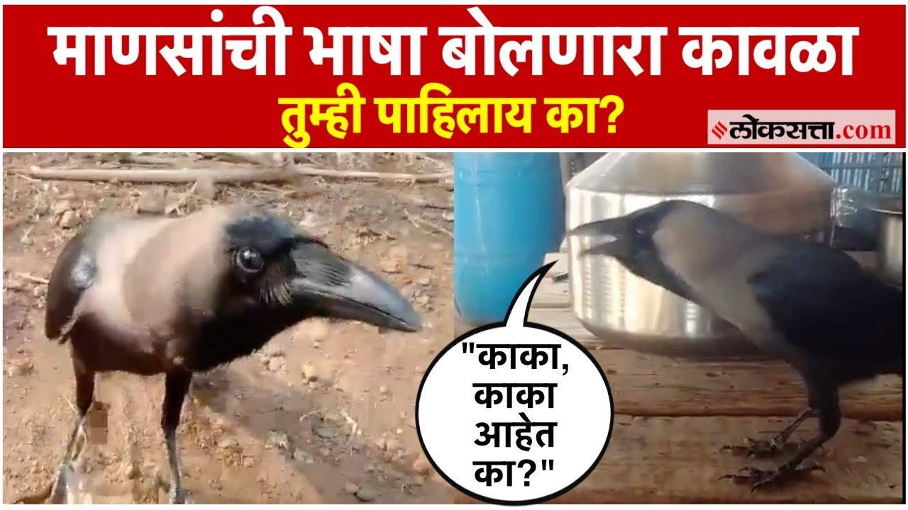 Palghar Talking Crow: कावळा बोलतोय माणसांची भाषा, व्हिडीओ व्हायरल | Marathi News
