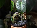 An Oasis of Calm on Your Desk : Piano & Gurgling Water #relaxing #music