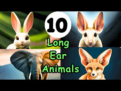 वीडियो: सबसे बड़े कान किसके हैं? सबसे कान वाले जानवर: हाथी, खरगोश, उषान बट्ट
