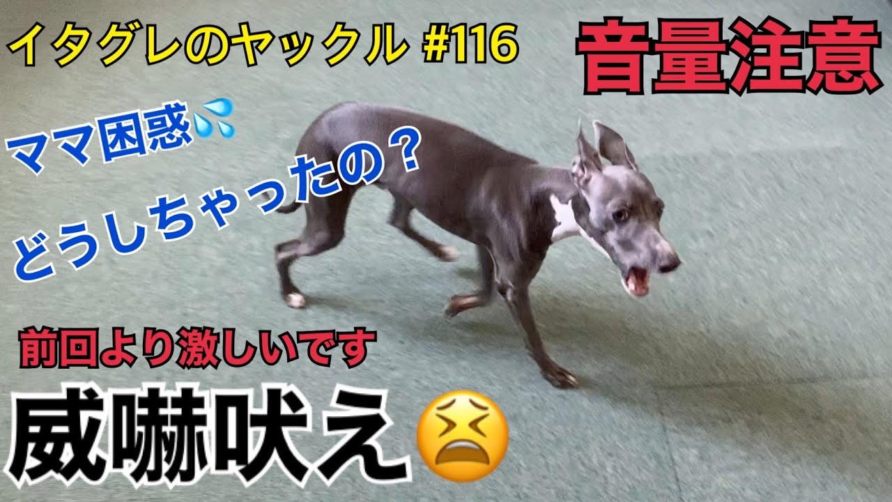 イタグレ子犬の威嚇吠え【音量注意】Italian greyhound puppy YouTube