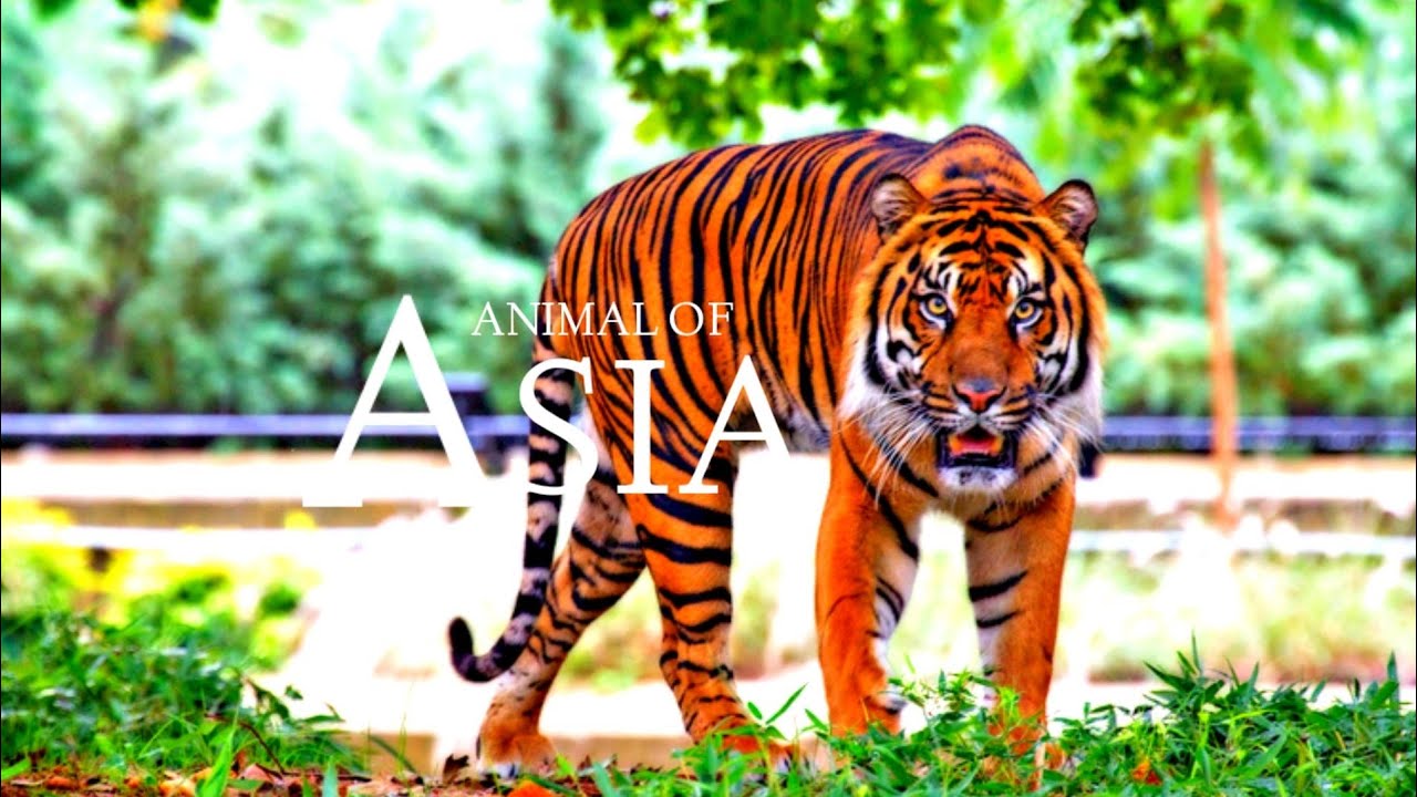 animals of Asia 4k s science wildlife  Film Science with Calming  Music  