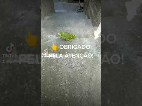 mc bruninho da praia youtube mc bruninho da praia youtube