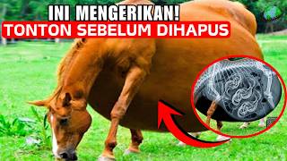 Anda Hanya Akan Melihat Ini SEKALI SEUMUR HIDUP!Tidak Ada yang Percaya Siapa yang Dilahirkan Kuda