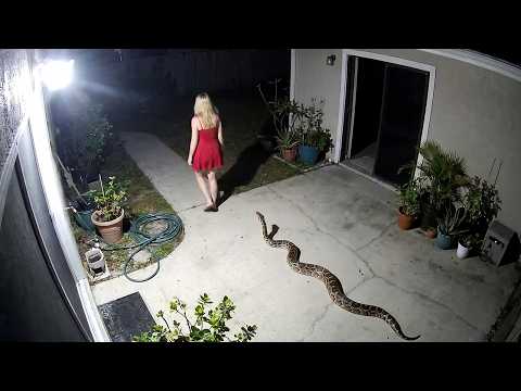 Damn Nature You Scary | Rare and Scary Animal Encounters