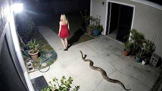 Damn Nature You Scary | Rare and Scary Animal Encounters