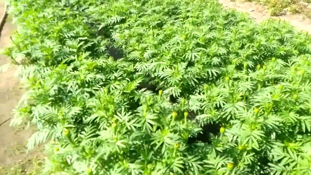 Vạn thọ ngày 5 tháng chạp 