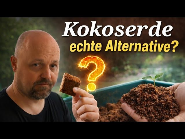 bogenhanf pflanze kaufen Bunte Bogenhanf | kaufen main image 0