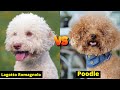 Lagotto romagnolo vs poodle dog breeds  difference between two curly hair dogs