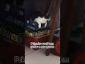 tá torcendo contra a minha amizade kk #fypage #shortvideo #gatos #pets #cats
