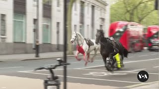 Riderless horses seen galloping through central London| VOA News