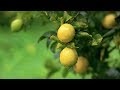 Co-Impact Sourcing  - Lemon