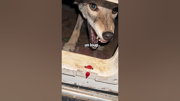 Il Pensait Avoir Apprivoisé Un Chien Mais C'était Un Loup