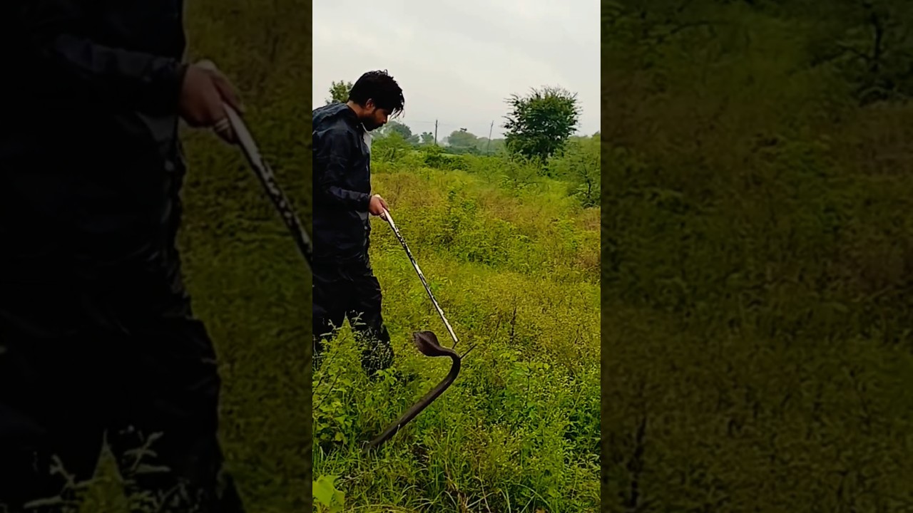 "Cobra Rescue: Saving a Venomous Giant!" | CobraRelease 