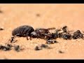 camel spider killing ants