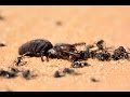 Camel spider vs ants